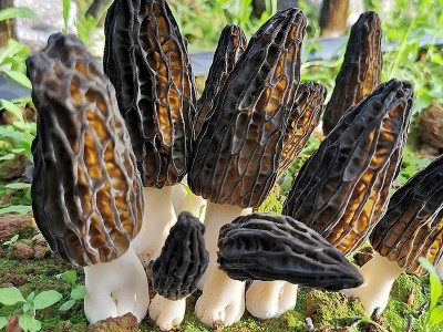 新鲜羊肚菌2022羊肚菌鲜货 食用菌煲汤食材 产地直供一件代发图2