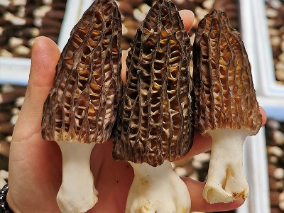 新鲜羊肚菌2022羊肚菌鲜货 食用菌煲汤食材 产地直供一件代发图3