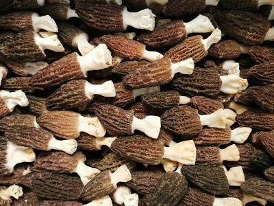 新鲜羊肚菌2022羊肚菌鲜货 食用菌煲汤食材 产地直供一件代发图4