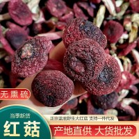 云南特产大红菌干货散装 香甜红面菇 厂家批发蓝底正红菇