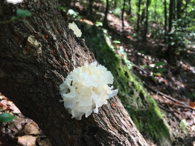 通江银耳干货代发无硫熏野生白木耳产地货源诚招代理 段木小银耳图2