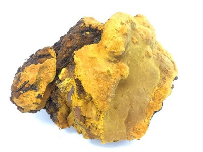 桑黄灵芝滋补中药材土特产可切片打粉桑树桑黄灵芝粉野生桑树桑黄图4