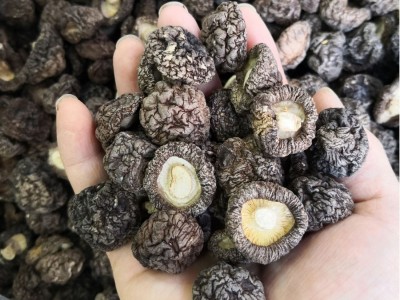 南北干货土特产干香菇500g 古田香菇河北黑面菇光面菇散装农产图4