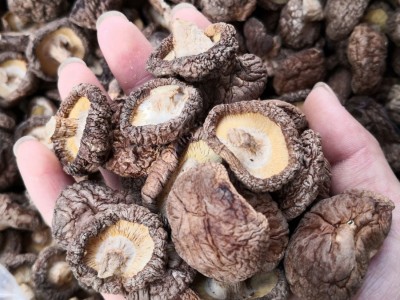 南北干货土特产干香菇500g 古田香菇河北黑面菇光面菇散装农产图2