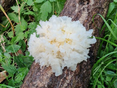 【小额批发】云南椴木小银耳人工精选优质好耳食用菌菇批发一件代图3