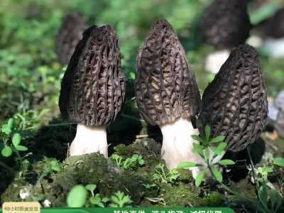 产地直供云南精选野培新鲜羊肚菌500克羊肚菇食用菌营养菌菇代发图2