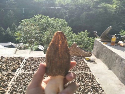 羊肚菌 2022新品干货 剪脚菇 干蘑菇山珍批发100克 四川青川特产图2