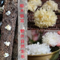 银耳 新品 四川通江银耳 椴木银耳 无流雪耳 糯耳干货白木耳100克