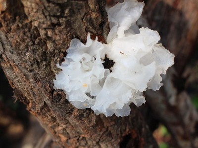 银耳 新品 四川通江银耳 椴木银耳 无流雪耳 糯耳干货白木耳100克图3
