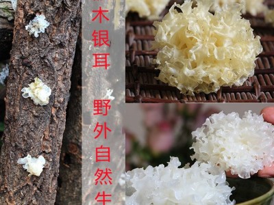 银耳 新品 四川通江银耳 椴木银耳 无流雪耳 糯耳干货白木耳100克图2
