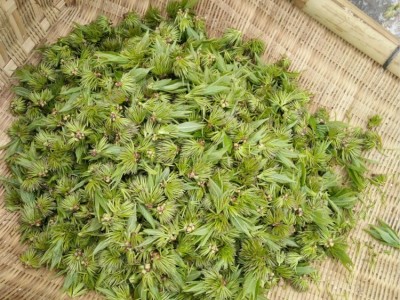 雄花2号 杜仲雄花茶 产地货源 张家界杜仲雄花 按斤批发图3