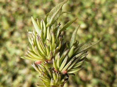 雄花2号 杜仲雄花茶 产地货源 张家界杜仲雄花 按斤批发图4