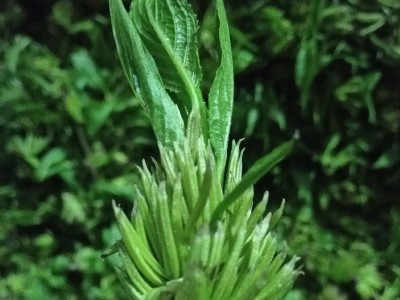 礼盒杜仲雄花茶 张家界杜仲茶杜仲雄花茶 高山茶图2