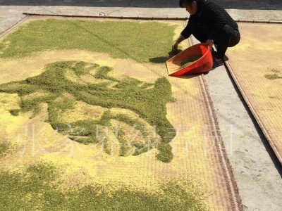 产地货源 雄花 1号 杜仲雄花茶 张家界杜仲茶图4