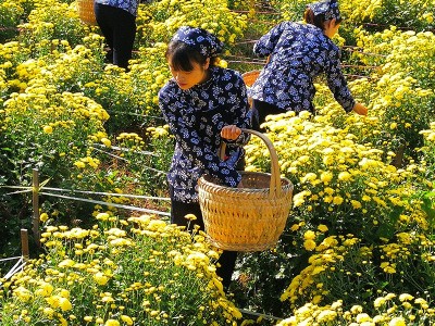 2021年新花婺源皇菊 晓起皇菊丝朵一杯黄菊散罐装菊花茶厂家直销图4