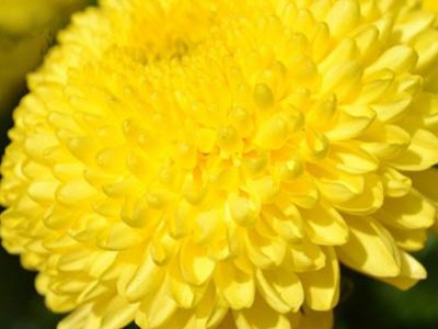 2021年新花婺源皇菊 晓起皇菊丝朵一杯黄菊散罐装菊花茶厂家直销图3