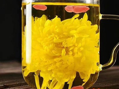 2021年新花金丝皇菊花大朵黄菊花一杯一朵散装 厂家直销批发图3