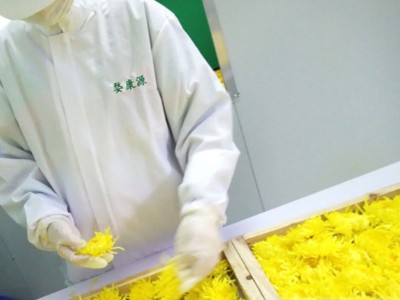 2021年新花金丝皇菊花大朵黄菊花一杯一朵散装 厂家直销批发图4