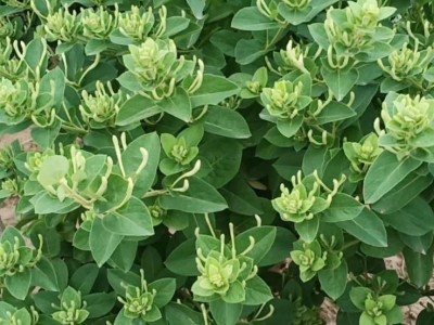 厂家直销金银花茶叶 供应散装冷藏 金银花菊花茶现货批发图5