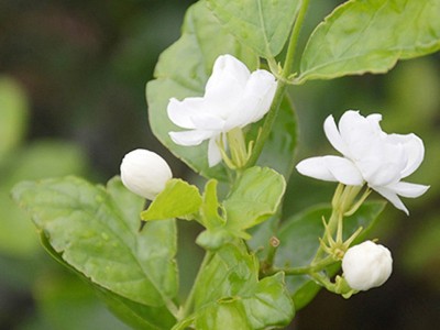2022茉莉花厂家直批花草茶批发茉莉大花蕾花苞花骨朵特产茉莉花干图2