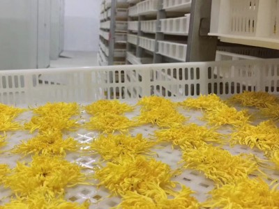 厂家直供 原产地黄山金丝皇菊 泡开8公分左右 花草茶独立包装批发图3