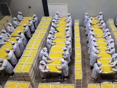 2021年黄山 金丝皇菊 黄菊花茶 罐装20克 花草茶 菊花 批发图4