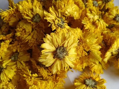 2021年黄山 金丝皇菊 黄菊花茶 罐装20克 花草茶 菊花 批发图5