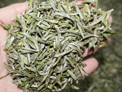 2022年头采白毫银针福鼎白茶新茶太姥山脉磻溪茶叶毫香散茶批发图2