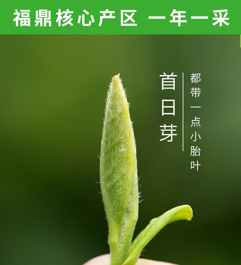 2022年头采银针-fx_08.jpg