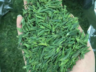 2022新茶叶绿茶 散装毛尖 日照高山云雾 一件代发厂家 茶叶香茶图3