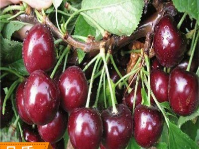 供应嫁接黑珍珠车厘子吉塞拉矮化樱桃树苗适合南北方种植樱桃树苗图4