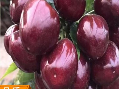 供应嫁接黑珍珠车厘子吉塞拉矮化樱桃树苗适合南北方种植樱桃树苗图3