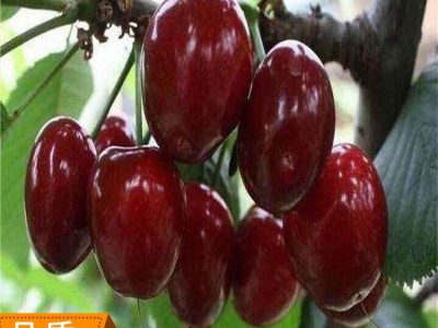 供应嫁接黑珍珠车厘子吉塞拉矮化樱桃树苗适合南北方种植樱桃树苗图2