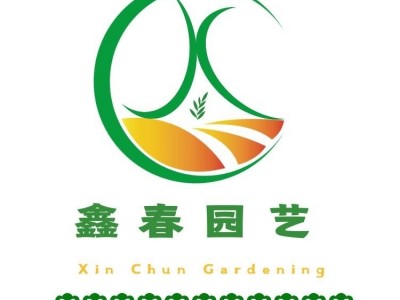 现挖现发吉塞拉矮化车厘子大樱桃树苗新品种科迪亚樱桃树苗大果图5