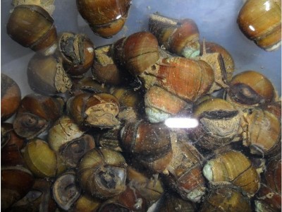 【出口企业】清水牌香辣田螺750g 加热开袋即食香辣调味熟食批发图5