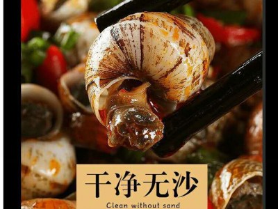 【出口企业】清水牌香辣田螺750g 加热开袋即食香辣调味熟食批发图2