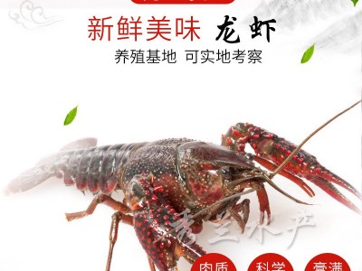 兴化秀兰水产清水养殖小龙虾 现货批发 4-6钱小龙虾图2