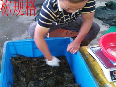 清水螃蟹海鲜基地鲜活大闸蟹批发全母2.2-1.7两20只起批图2