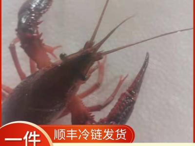 现货鲜活小龙虾水产清水虾淡水养殖456钱生鲜小龙虾5斤兴化水产图2