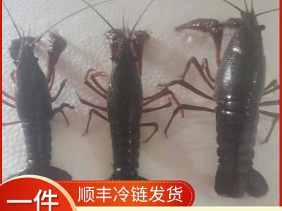 现货鲜活小龙虾水产清水虾淡水养殖456钱生鲜小龙虾5斤兴化水产图4