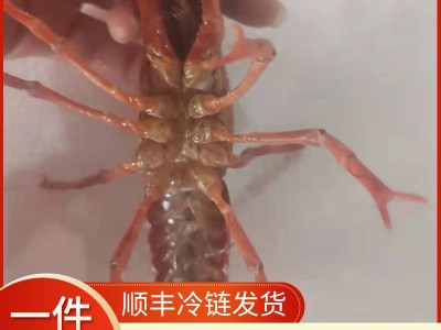 现货鲜活小龙虾水产清水虾淡水养殖456钱生鲜小龙虾5斤兴化水产图3