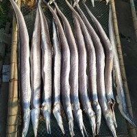 厂家批发鳗鱼海鲜干货跑江湖圆鳗鱼干渔家自晒当季新货咸海鳗筒干