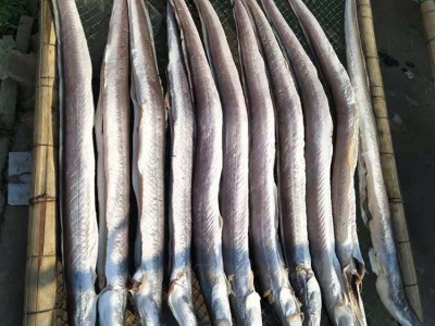 厂家批发鳗鱼海鲜干货跑江湖圆鳗鱼干渔家自晒当季新货咸海鳗筒干图2