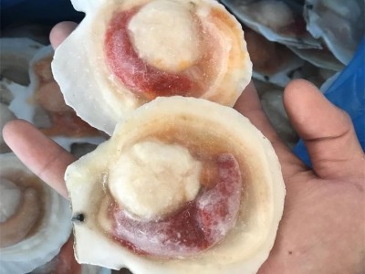 连云港海鲜冷冻大元贝 冷冻半壳扇贝 冻元贝肉 夏威夷大扇贝 批发图3