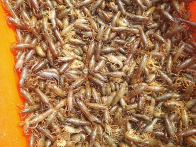 常年批发供应小龙虾龙虾苗小红龙虾仔龙虾供应龙虾批发龙虾培育图3