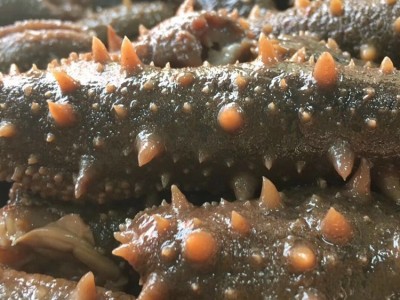 美国阿拉斯加即食海参 非大连即食海参 工厂现货海参批发500g图3