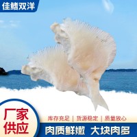 鱼翅现货批发 煲汤煮粥海产品鱼翅 速冻海产品独立包装鱼翅厂家