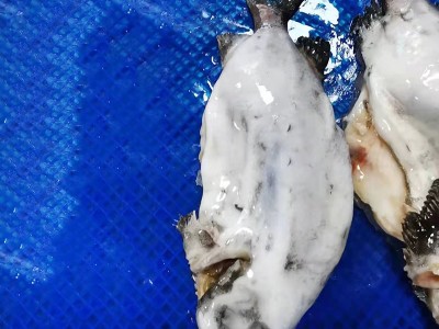 厂家一手货批发冷冻生鲷鱼片鲜冻鲷鱼纯肉冻鲜罗非鱼片量大从优图2