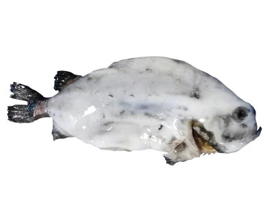 厂家一手货批发冷冻生鲷鱼片鲜冻鲷鱼纯肉冻鲜罗非鱼片量大从优图5