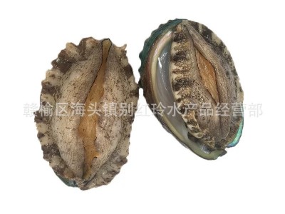 厂家直销新鲜鲍鱼海鲜水产小鲍鱼仔鲍鱼50只包邮 只包新鲜不包活图5